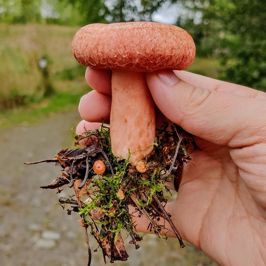 vlněná mléčná čepice, vousatý mléčný uzávěr, houbaření, houba, les, podzim, Finsko