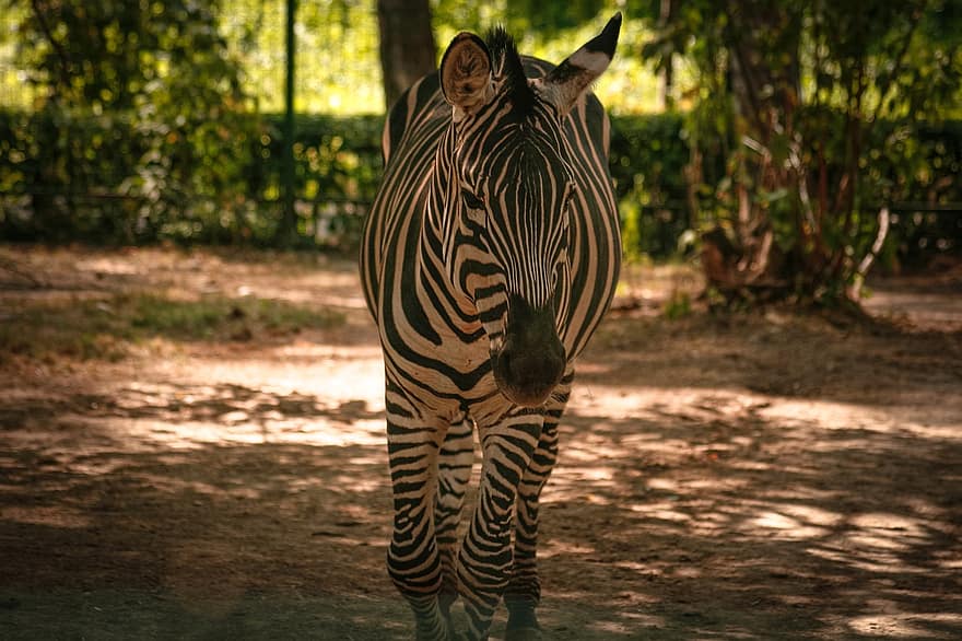 zebra, animale, natura, zoo, a strisce, mammifero, safari, selvaggio, parco, natura selvaggia, Equus Quagga Burchellii