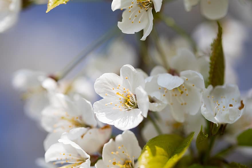 Primavera, flores, flores de cerejeira, flores brancas, pistilos, pétalas brancas, flor, Flor, flora, plantas