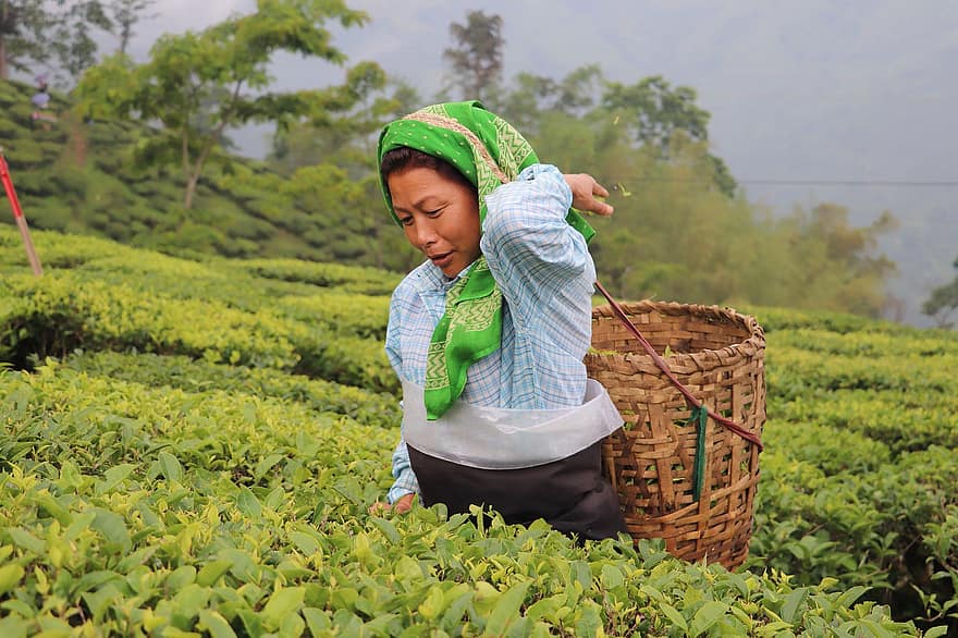 tea, mezőgazdaság, nő, Darjeeling