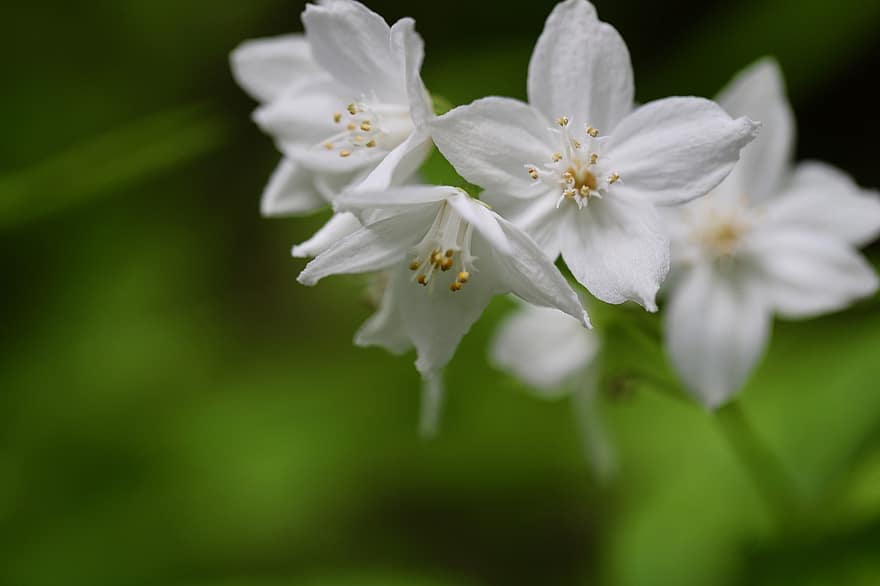 Arbusto de Flores de Maio, deutzie, arbusto ornamental, flores brancas, ramo de floração, arbusto, pétalas, Flor, flor, botânica, fechar-se