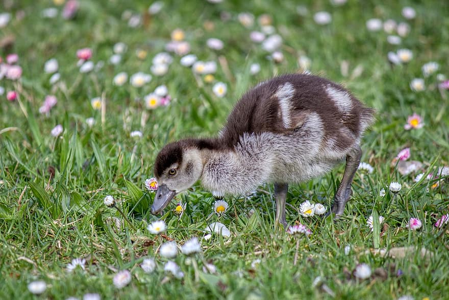Chick, Baby Goose, Bird, Plumage, Egyptian Goose, Water Bird, Cute, Flower Meadow, Easter, grass, beak