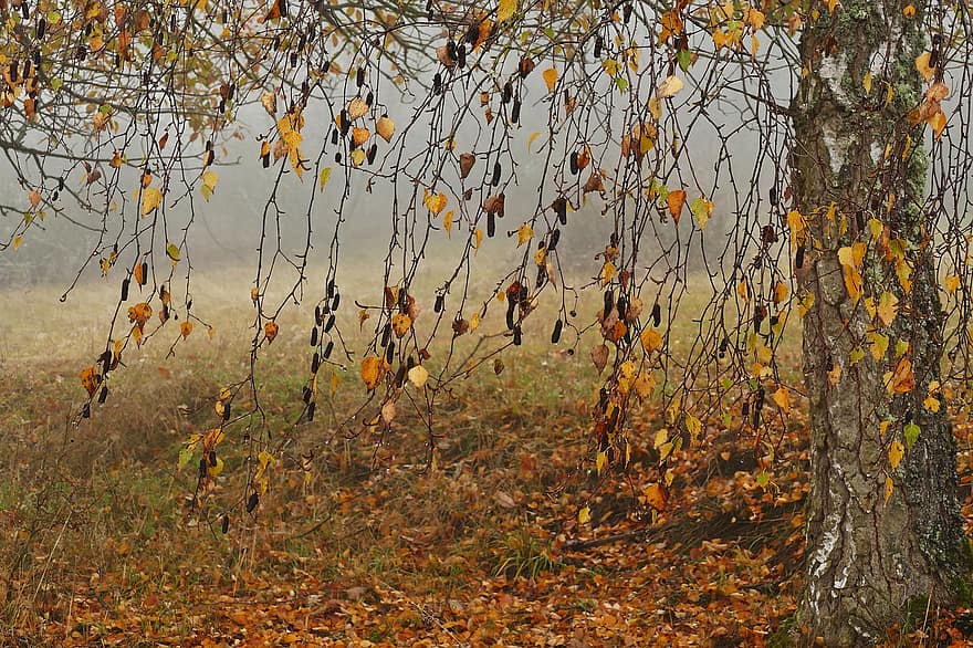 névoa, bétula, outono, natureza, árvore, humor de outono