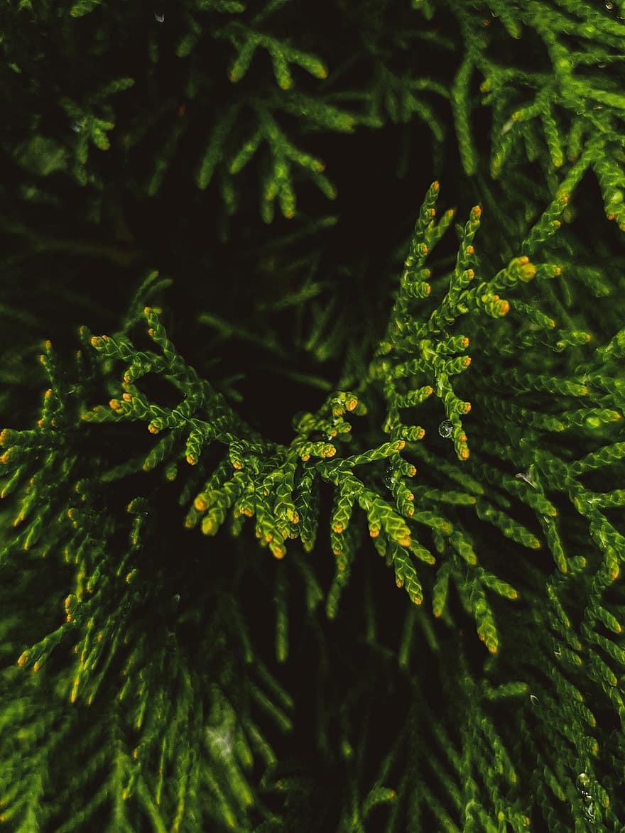 Spruce, Pine, Greens, Forest, Summer, Green