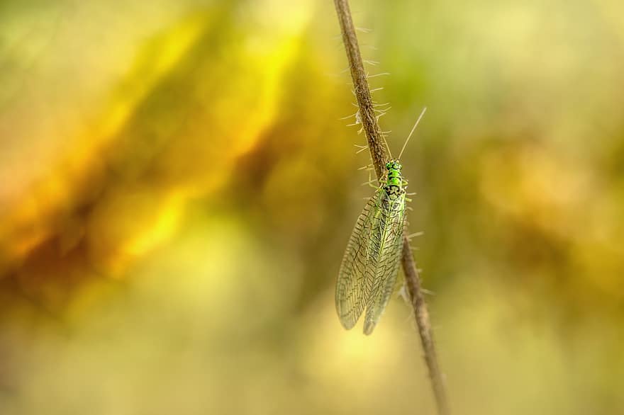 lacewing verde, insetto, natura, chrysoperla carnea, entomologia