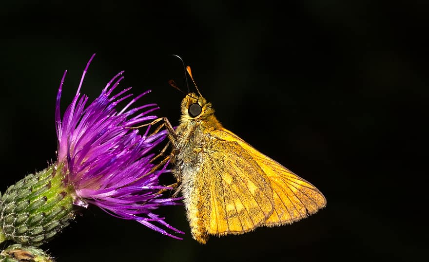 Skipper, Butterfly, Insect, Thistle, Flower, Pollinate, Pollination, Wings, Butterfly Wings, Winged Insect, Lepidoptera