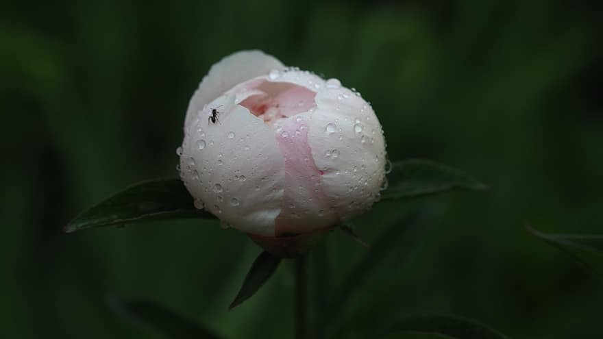 цветок, капли, дождь, Роза, бабочка, лепестки, розовый, воды, цветение, природа, сад