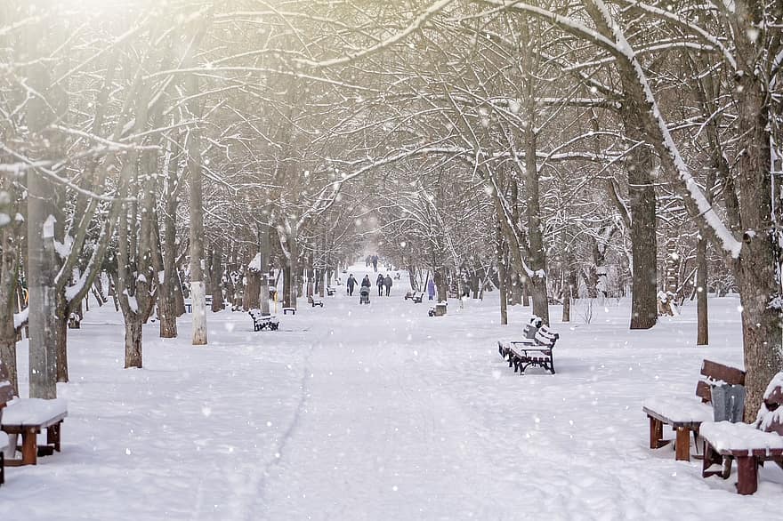 зима, парк, природа, время года, снегопад, деревья, декорации, снег, дерево, лес, скамейка