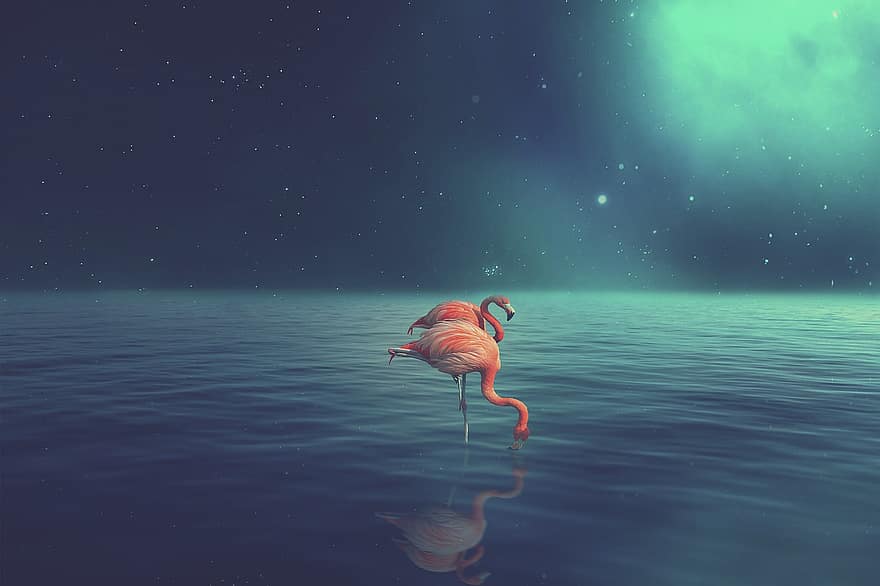 flamingi, para, ptaki, woda, odbicie, Fantazja, noc, gwiazda, laguna, flamandzki