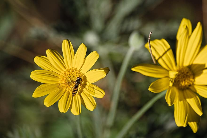blomster, bi, pollen, bestøve, bestøvning, bi vinger, winged insekt, insekt, Hymenoptera, entomologi, gule blomster