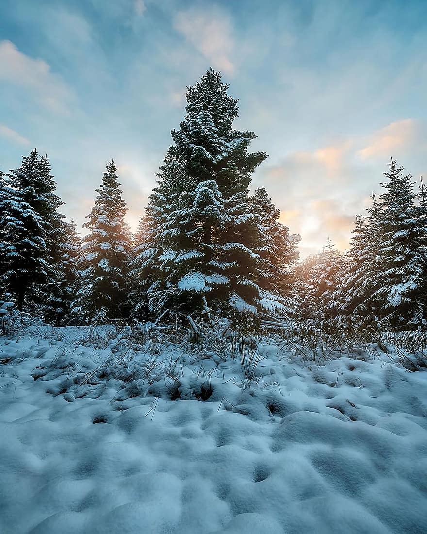 冬、木、自然、屋外、森の中、荒野、雪、森林、シーズン、霜、風景