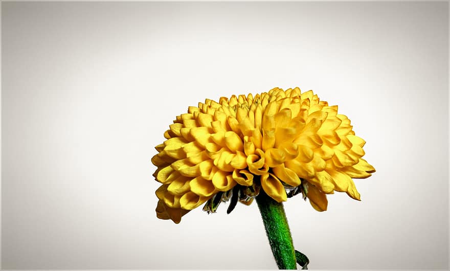 krisan, bunga, bunga kuning, kelopak, kelopak kuning, berkembang, mekar, flora
