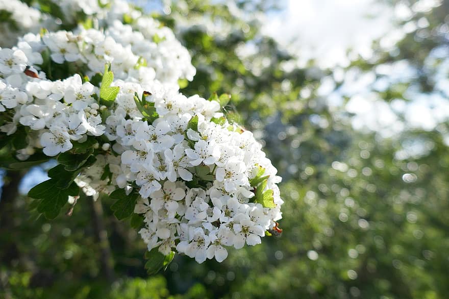 λουλούδια, άνοιξη, λευκάγκαθα, θάμνος, λευκό άνθος, άνθος, ανθίζω, γκρο πλαν, φυτό, φύλλο, καλοκαίρι