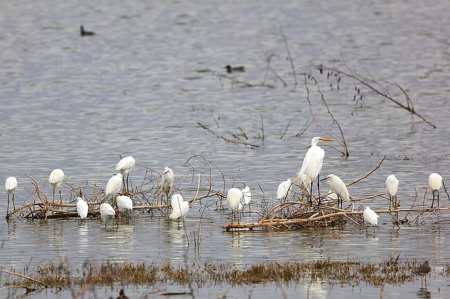 egrets, passarinhos, Lago Mitchell, lago, rio, pássaros vadeando, Santo António, agua, animais em estado selvagem, bico, pena