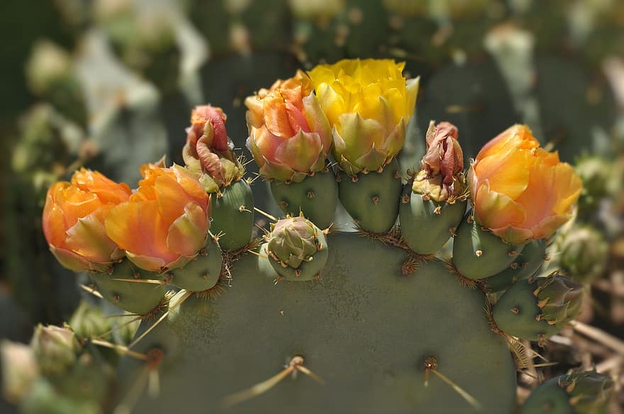 opuntia, cactus, fleurs, figue de Barbarie, fleurs jaunes, pétales, bourgeons, Floraison, succulent, plante, la nature