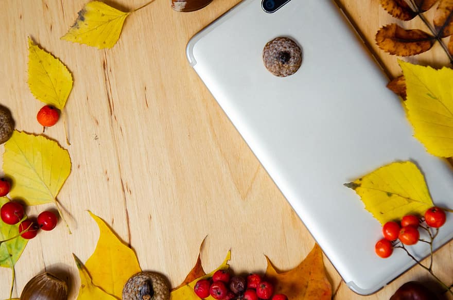 Smartphone, Herbst, fallen, Jahreszeit, Blätter, Natur, Zusammensetzung, Handy