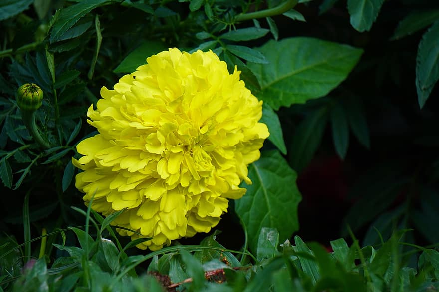 flor amarilla, flor, flor que se abre, jardín, naturaleza