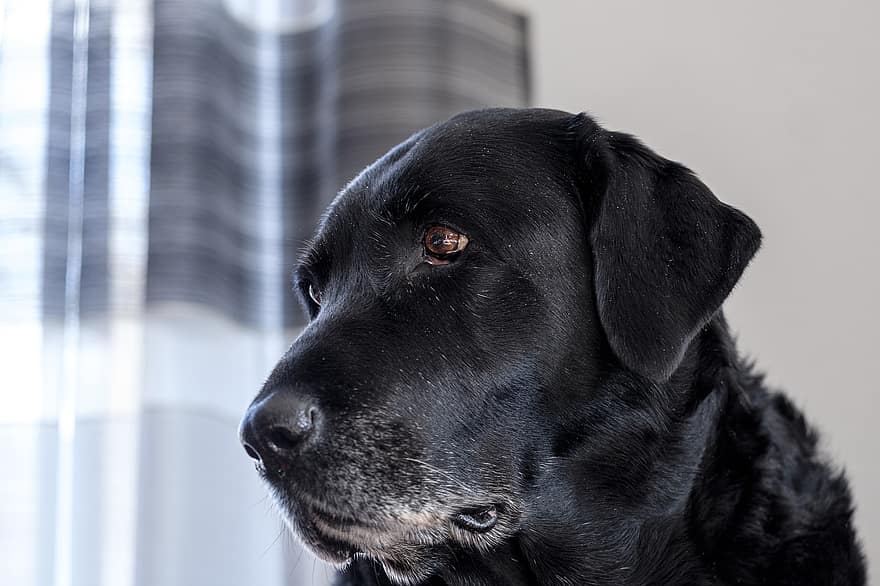 perro, Labrador, Labrador retriever, canino, animal domestico, mascota