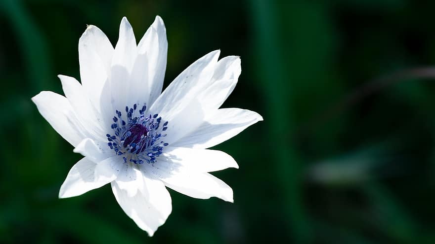 květ, rostlina, zahrada, bílá květina, okvětní lístky, Anemone Hortensis, Příroda