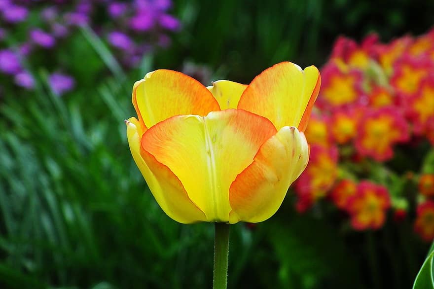 las flores, tulipanes, jardín, primavera, naturaleza, flor, planta, verano, de cerca, cabeza de flor, pétalo