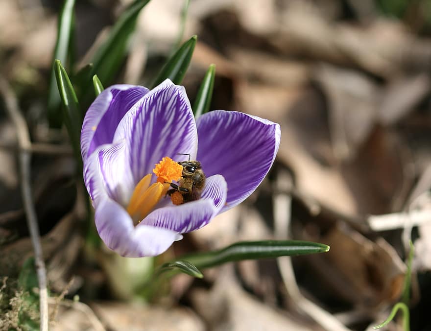 запилення, бджола, крокус, весна, квітка, фіолетовий крокус, пурпурна квітка, сад, природи