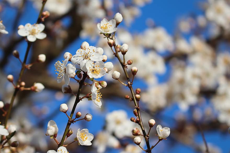 Blackthorn, Flowers, Buds, Branch, White Flowers, Blackthorn Flowers, Sloes, Rosaceae, Bloom, Blossom, Bush