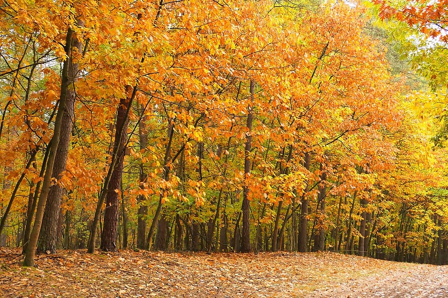 miškai, miškas, ruduo, rudenį, kraštovaizdį, pobūdį, lapai, geltona, medis, sezoną, kelių spalvų