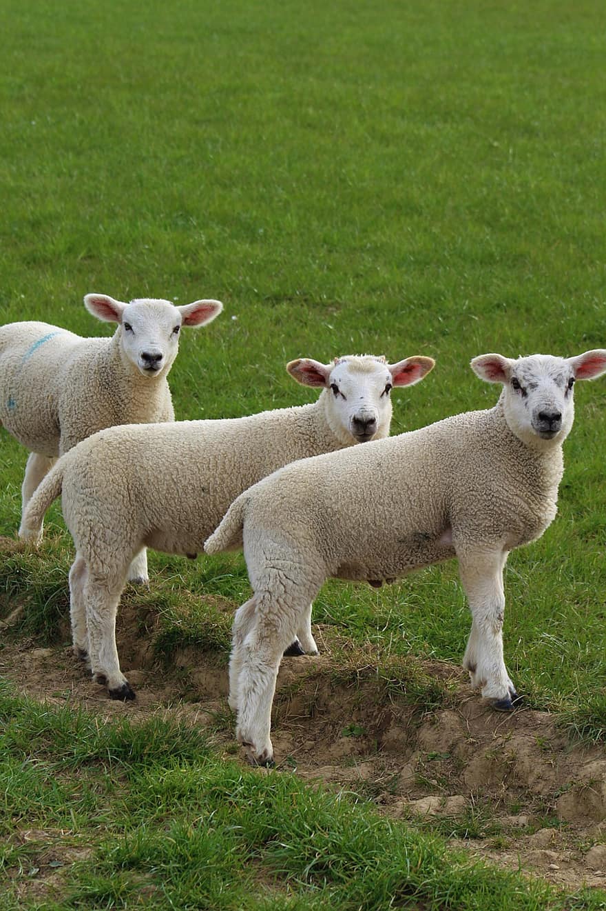 xai, ovelles, nadó, bonic, naturalesa, bestiar, animal, granja, herba, escena rural, prat