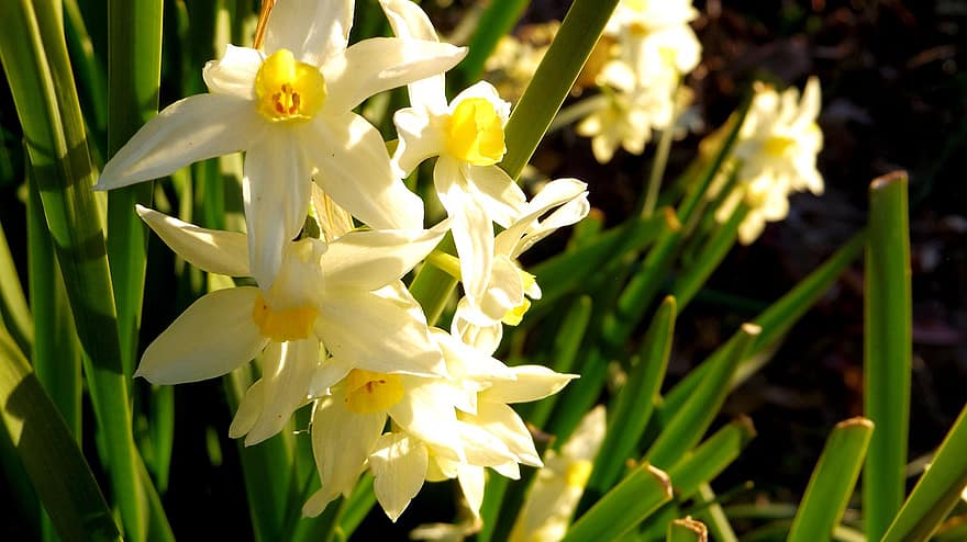 Narcissus, blomster, anlegg, hvite blomster, petals, blomst, vår, nærbilde, sommer, blad, blomsterhodet