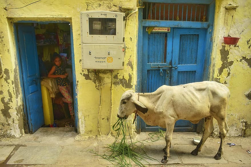 गुजरात, गाय, भारत, सड़क, अहमदाबाद