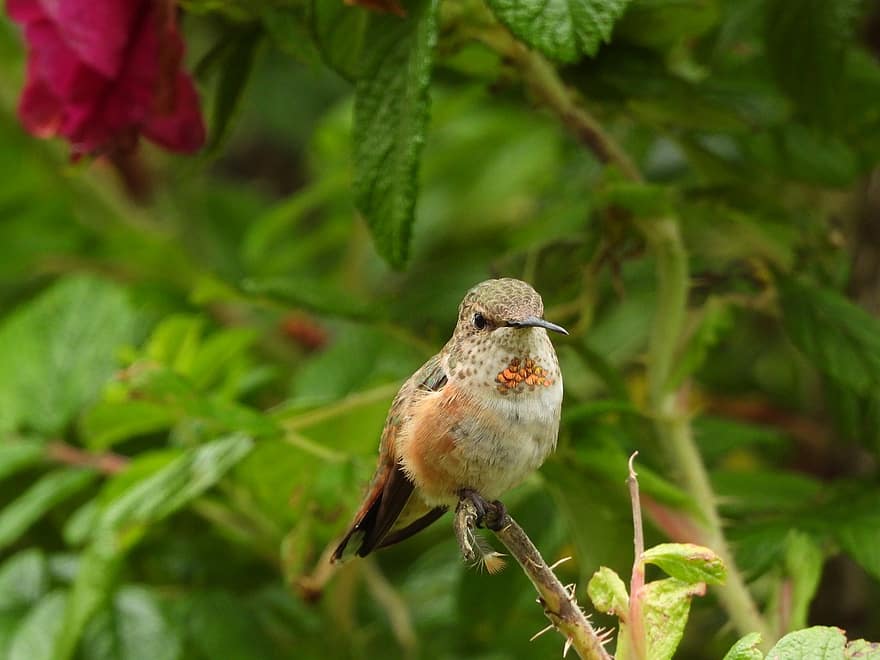 colibrí, petit, ocell, naturalesa, vida salvatge