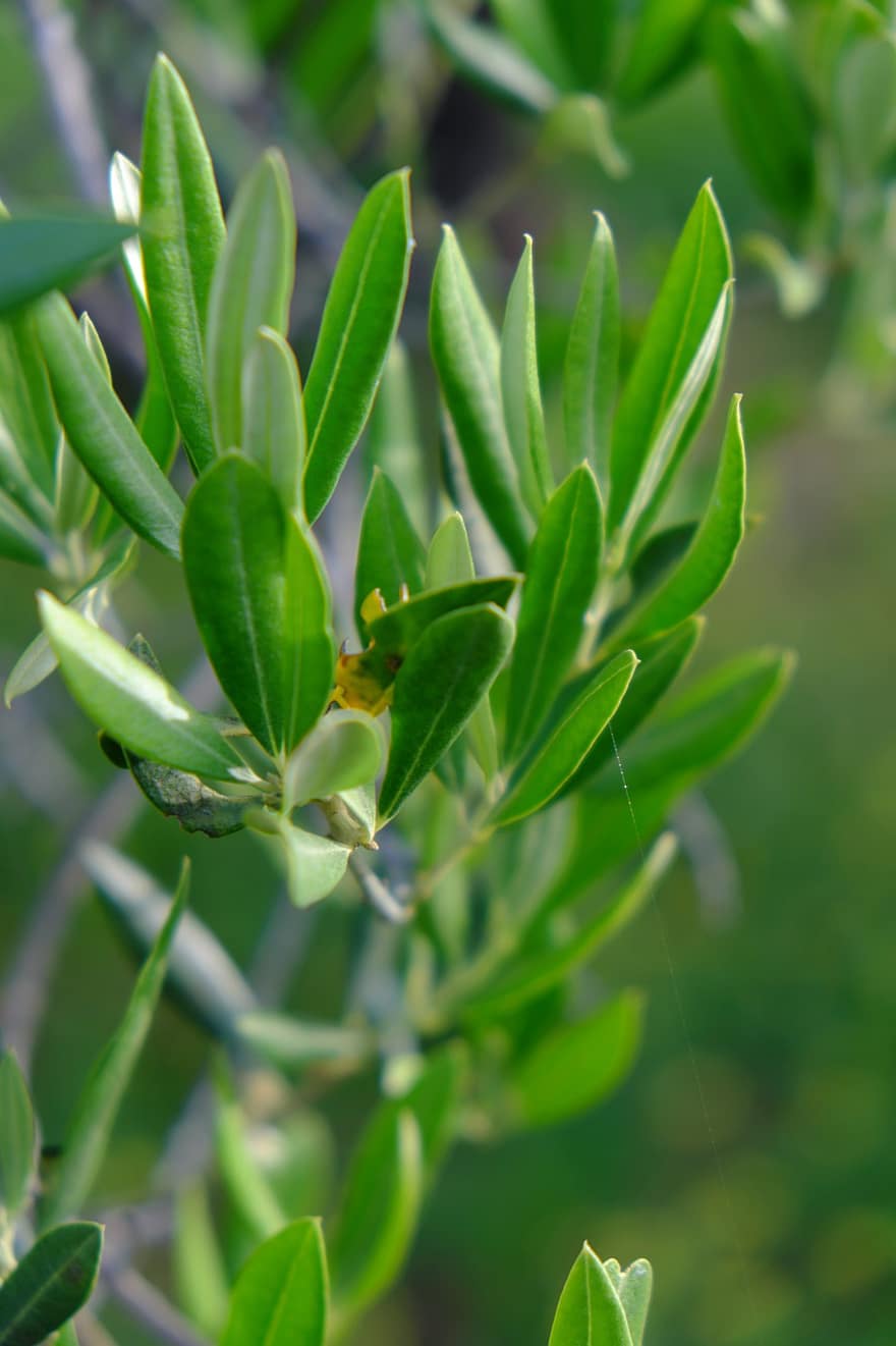 маслинова клонка, маслини, маслиново дърво, зехтин, растение, зелен, природа, Средиземно море, клон, Helfrich