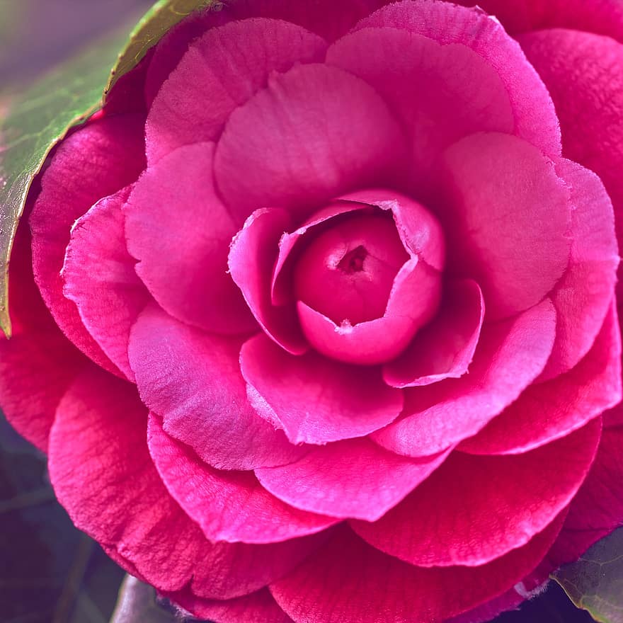 камелия, цветок, розовый цветок, лепестки, розовые лепестки, цветение, цвести, Флора, завод, природа