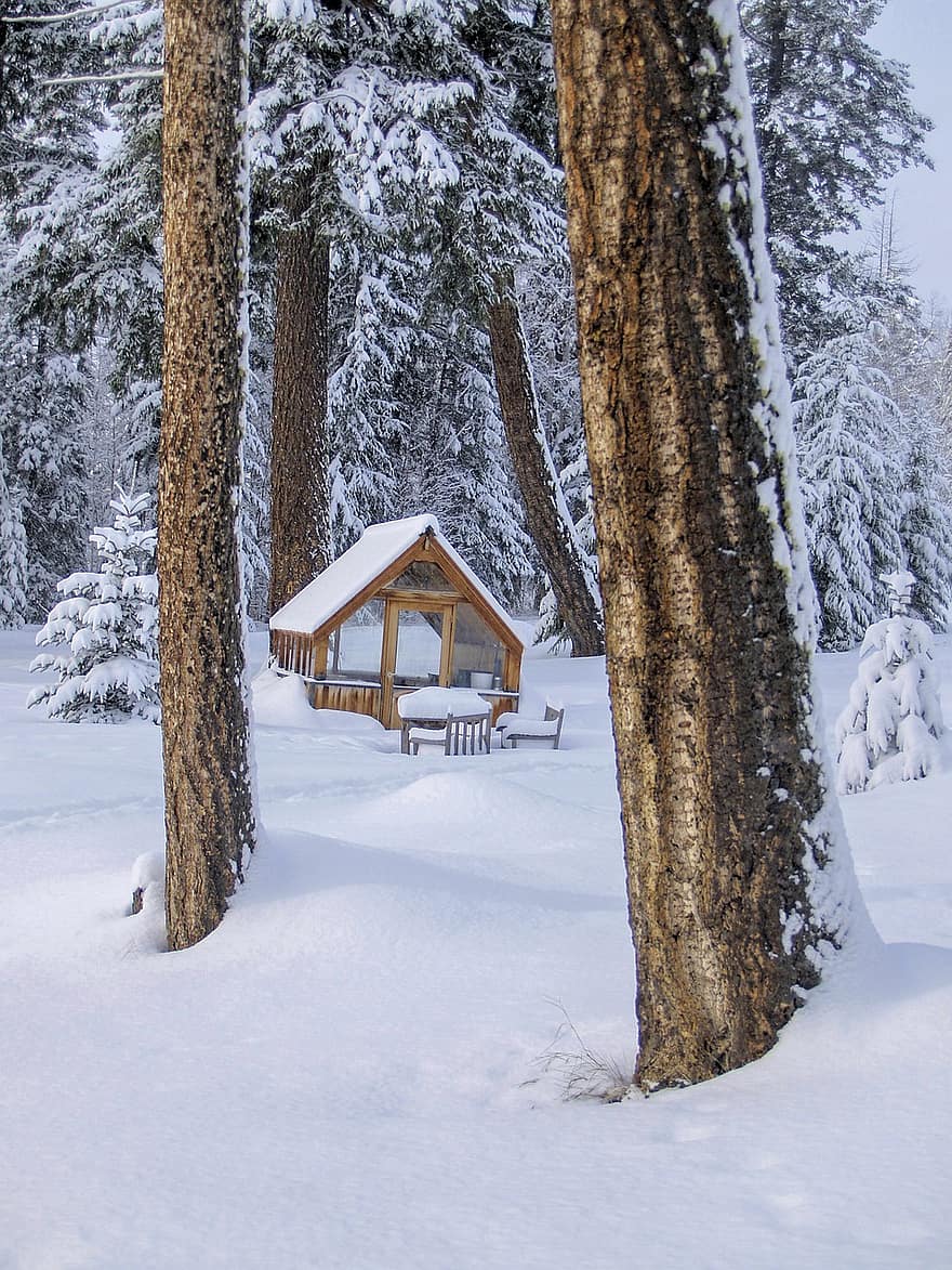 winter, sneeuw, bomen, cabine, landschap, natuur, groen huis, besneeuwd, koude, buitenshuis, Bos