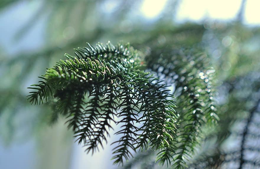 Tree, Evergreen, Botany, Growth, Macro, Branch, Plant, Forest, Larch, Nature, Coniferous
