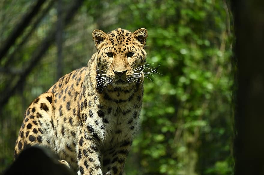 амур леопард, дива котка, котешки, голяма котка, хищник, петнист, леопард, месояден, бозайник, животно, диво животно