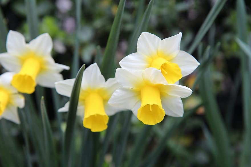Blomstrende narcissus, Narcissus, vårblomster, hage, bukett, blomster, blomst, anlegg, gul, blomsterhodet, nærbilde