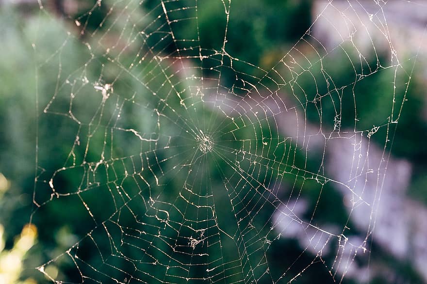 le web, araignée, toile d'araignée, macro