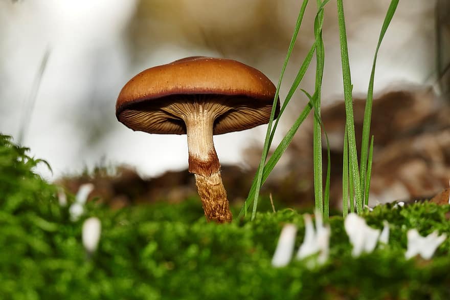 cogumelo, fungo, fungos, chão, grama, floresta, natureza, outono, musgo, espécies de fungos