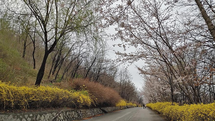सड़क, पेड़, पार्क, प्रकृति, सड़क पर, परिदृश्य, वसंत, Haneul Park, संगम मेटासेक्विया रोड, Mapo, गुजरात