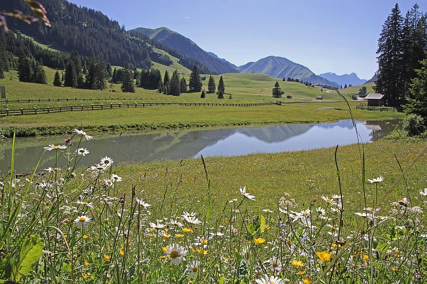 Berge, Alpen, Wasser, Bergsee, See, Österreich, Wanderung, Natur, Blumenwiese, Blume, Hintergrund