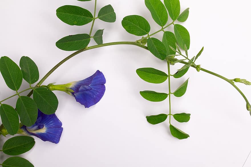 Butterfly Pea, Flowers, Leaves, Blue Pea, Petals, Bloom, Twigs, Decoration, Background