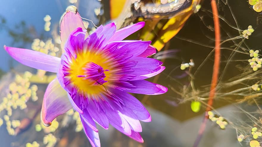 лотос, водное растение, фиолетовый цветок, пруд, природа, завод, цветок, лист, крупный план, головка цветка, лепесток
