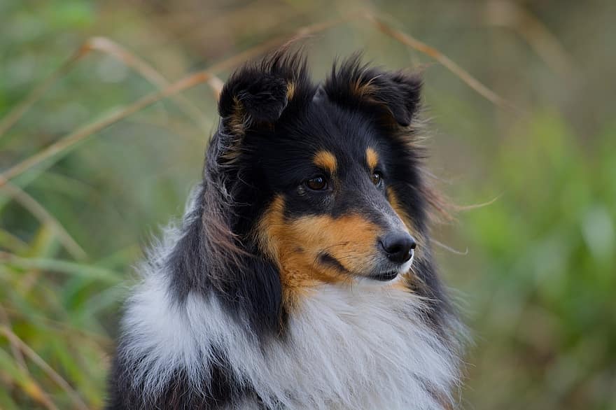 sheltie, hund, kæledyr, shetland sheepdog, hoved, pels, dyr, husdyr, hyrdehund, hunde, pattedyr
