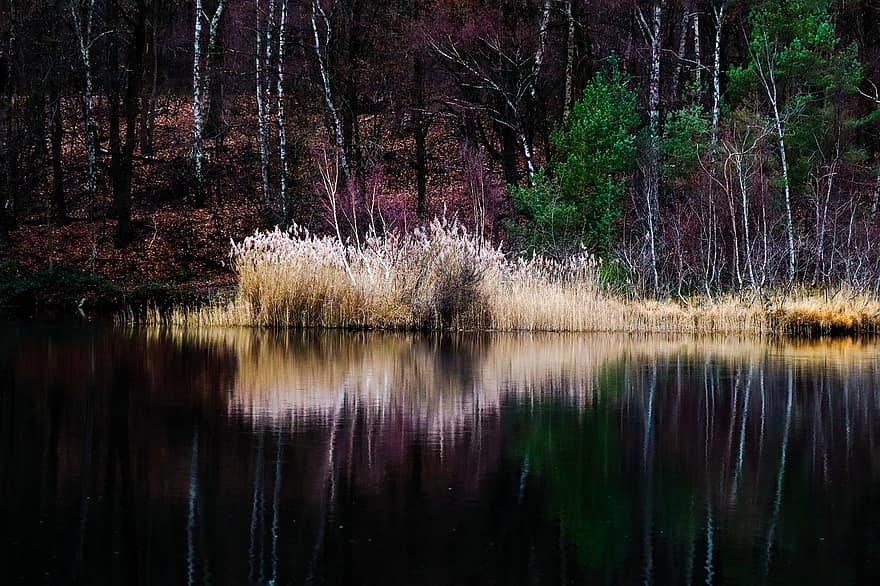 bosque, lago, caña, banco, reflexión, agua, escénico, otoño, finales de otoño, Moor Lake