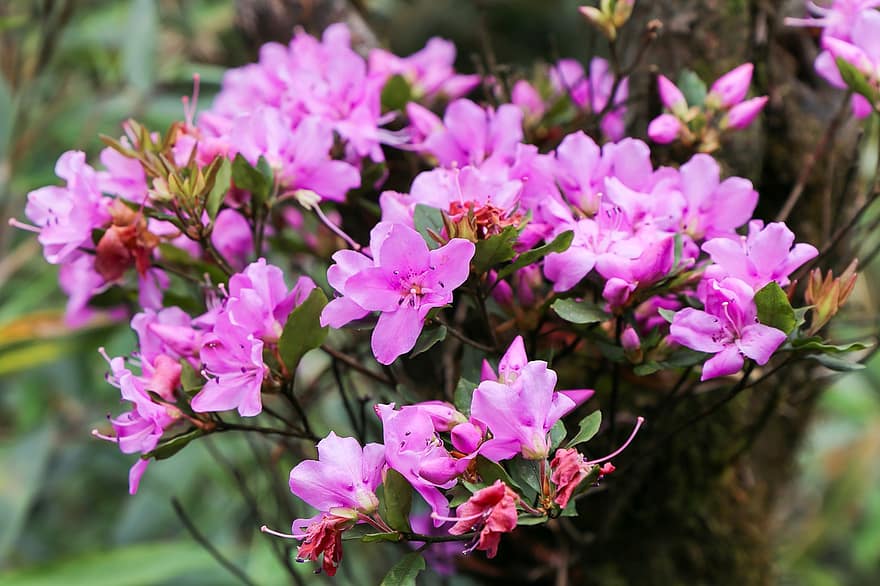 Rhododendron Sa Pa, sa pa, planta, de cerca, flor, hoja, cabeza de flor, pétalo, verano, color rosa, frescura