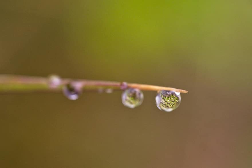 liten droppe, dagg, regndroppar, vatten, våt, droppa