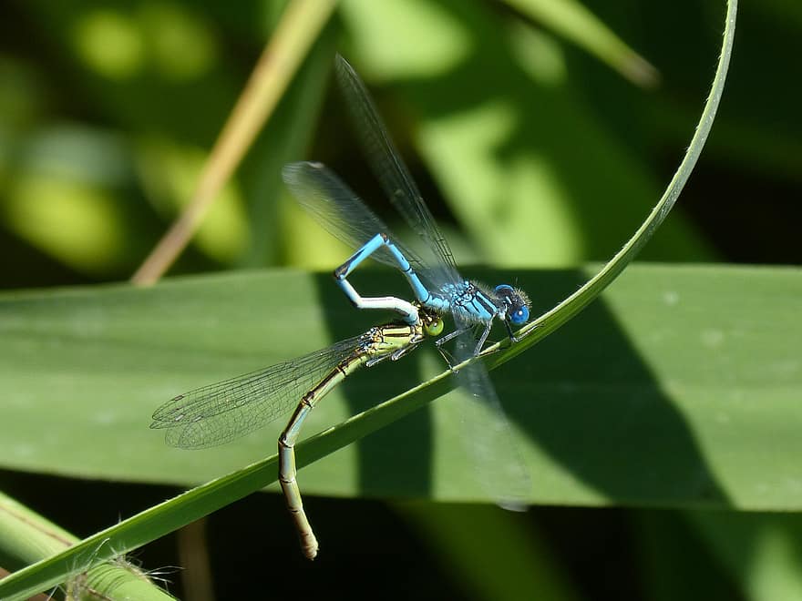 enallagma cyathigerum ، اليعسوب ، بشكل نفسي ، اليعسوب الأزرق ، ورقة الشجر ، تزاوج الحشرات