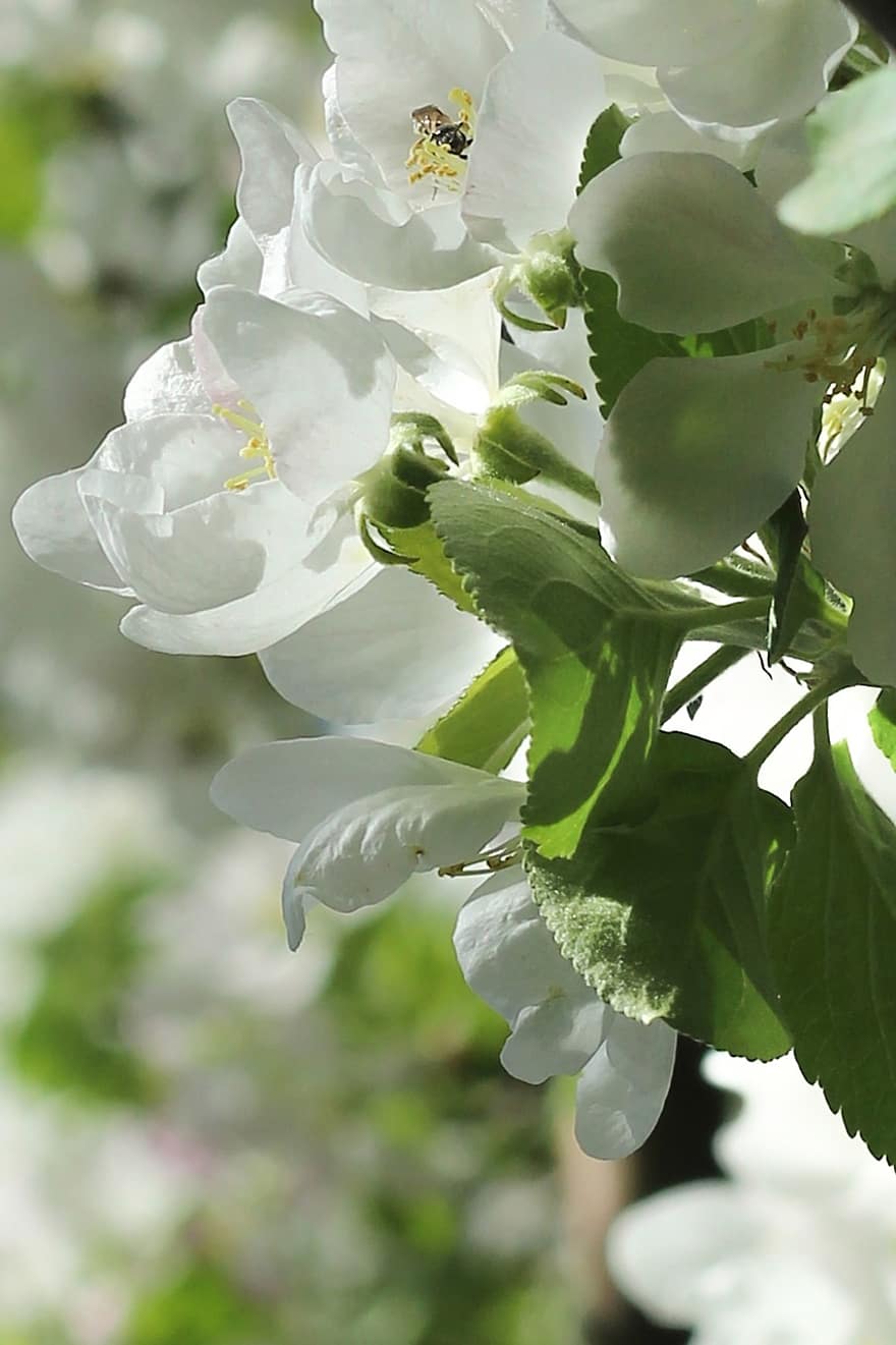 almafa, alma virágok, fehér virágok, tavaszi, virágok, virágzás, növényvilág, természet, közelkép, növény, levél növényen