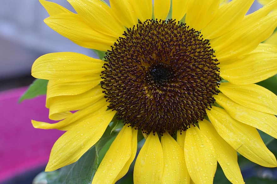 Sonnenblume, Blume, gelbe Blume, Garten, Pflanze, Nahansicht, Gelb, Blütenblatt, Sommer-, Blatt, Makro